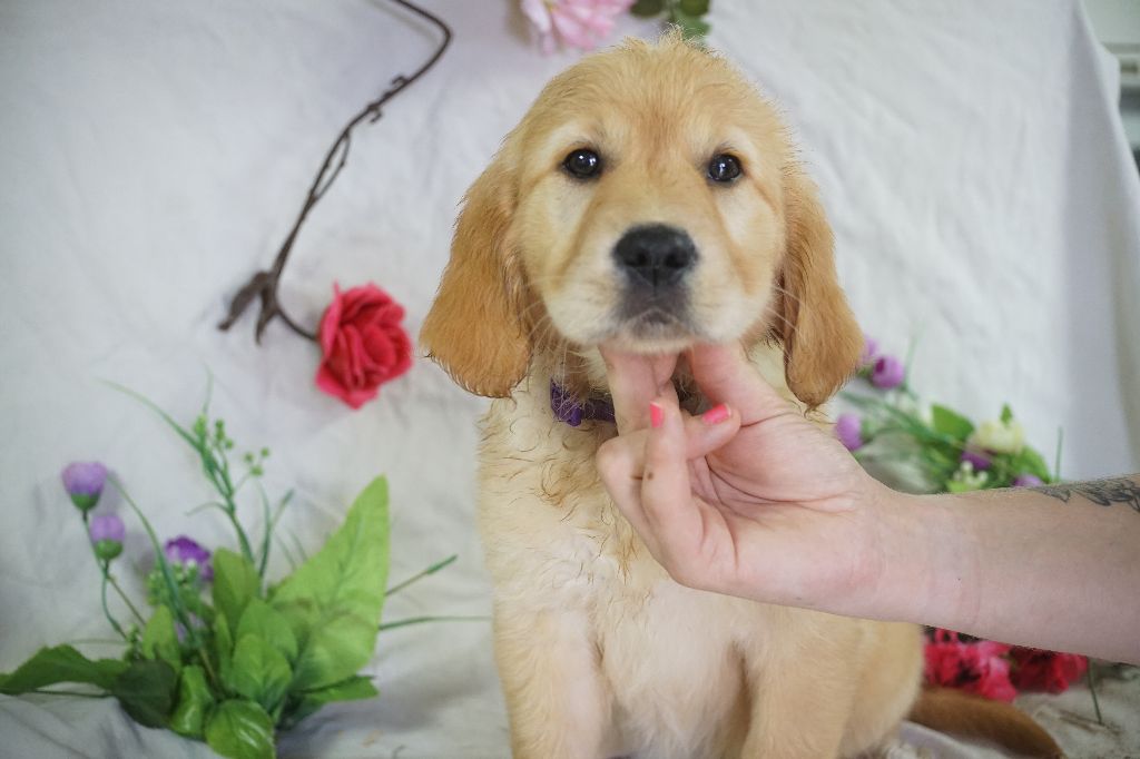Du Royaume Des Quatre Pattes - Chiots disponibles - Golden Retriever