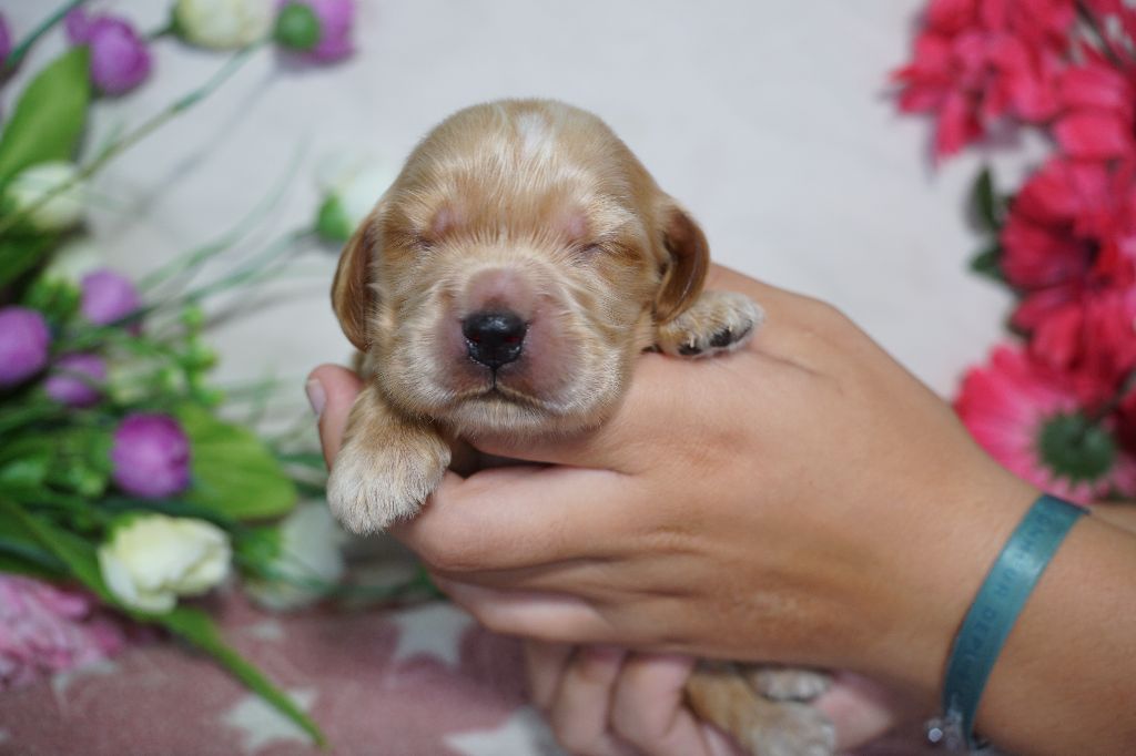 Du Royaume Des Quatre Pattes - Chiots disponibles - Cocker Spaniel Anglais