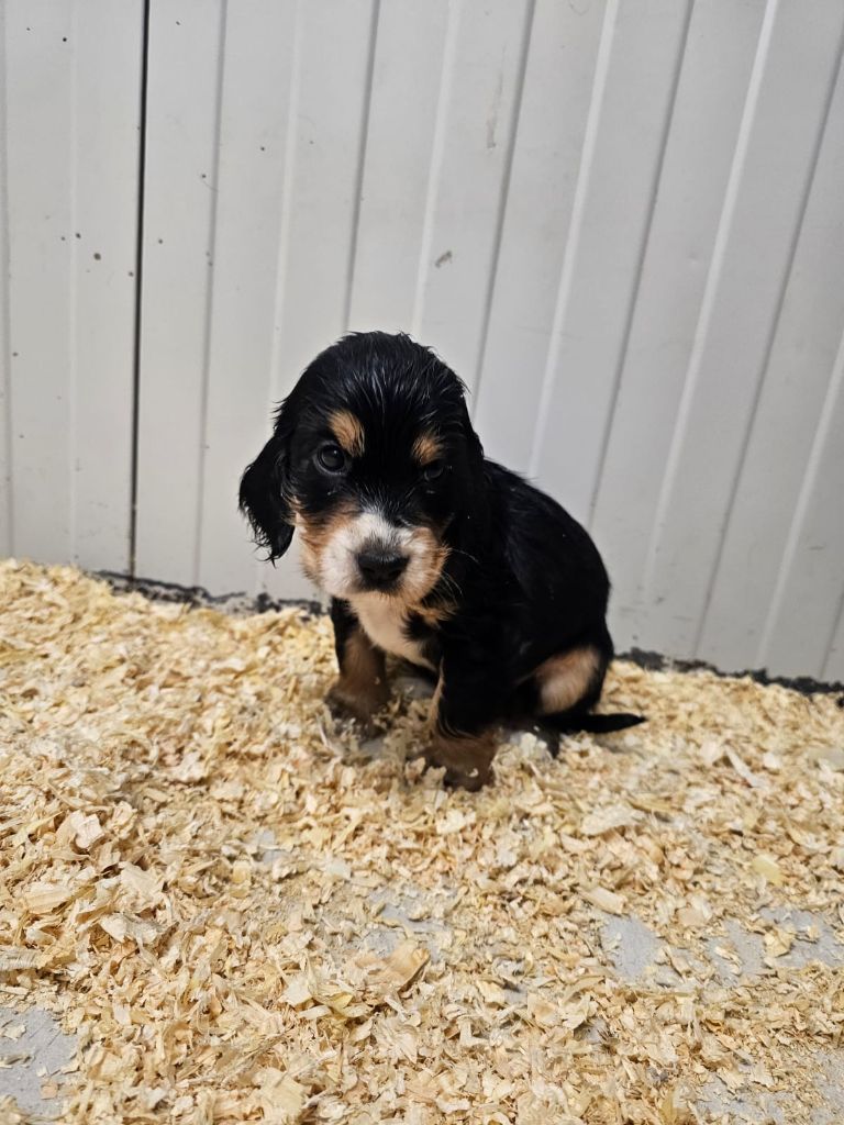 Du Royaume Des Quatre Pattes - Chiots disponibles - Cocker Spaniel Anglais