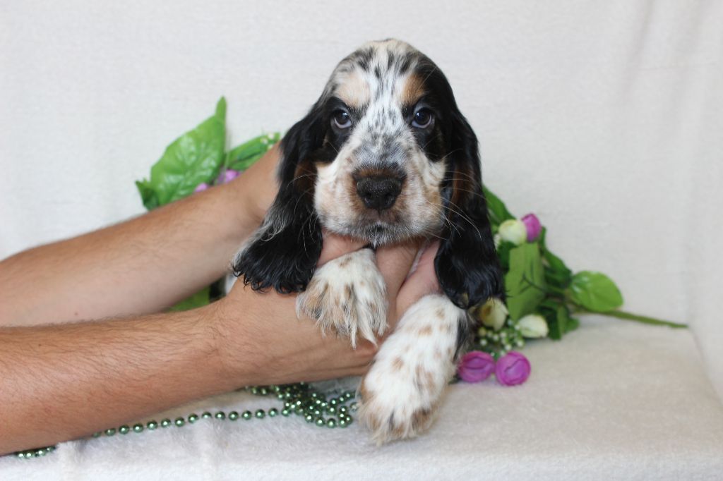 Chiot Cocker Spaniel Anglais Du Royaume Des Quatre Pattes