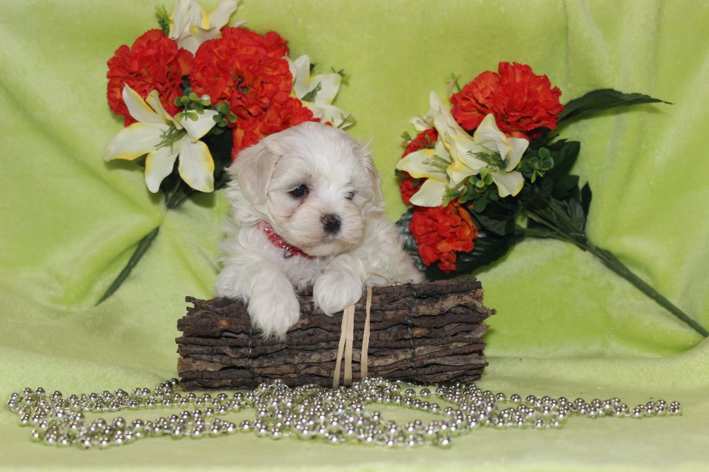 Chiot Bichon maltais Du Royaume Des Quatre Pattes
