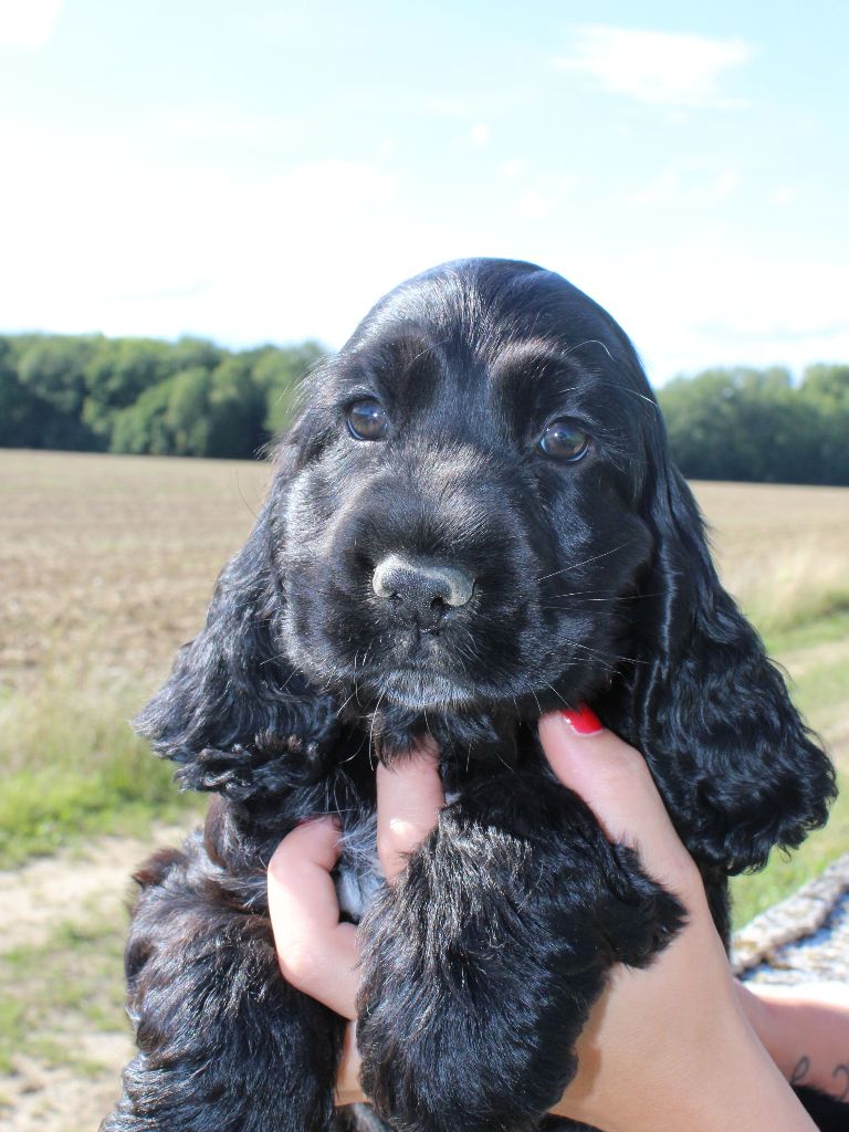 Chiot Cocker Spaniel Anglais Du Royaume Des Quatre Pattes