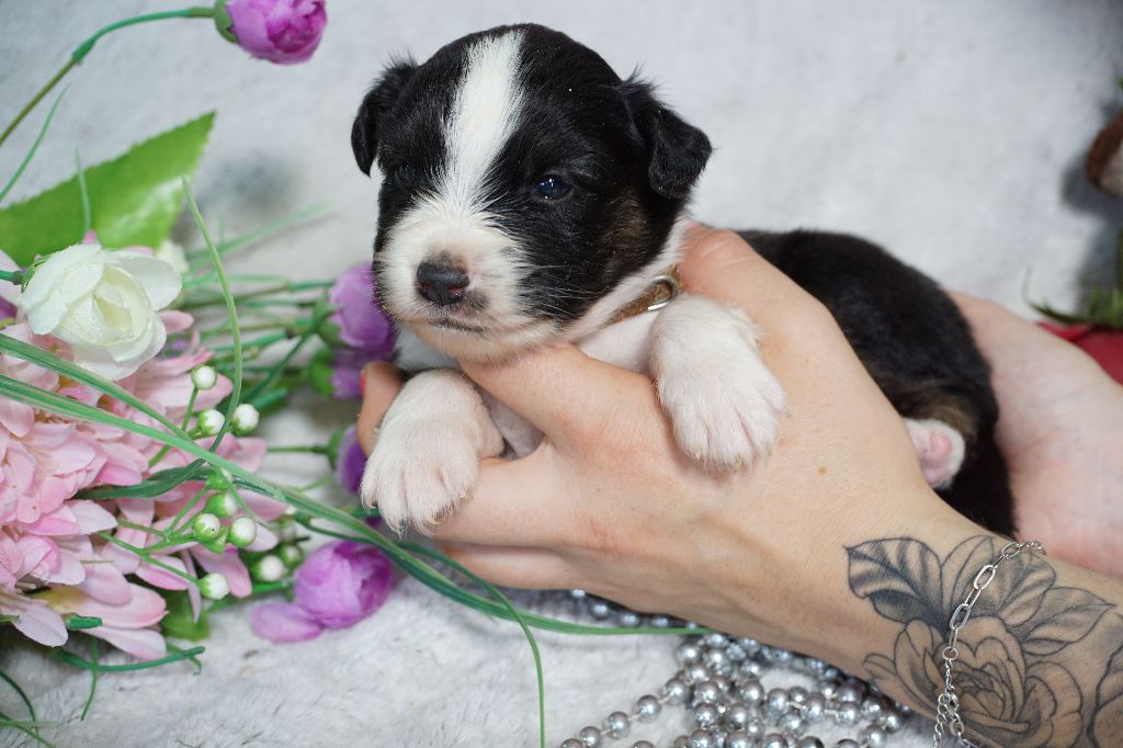 Du Royaume Des Quatre Pattes - Chiots disponibles - Berger Américain Miniature 