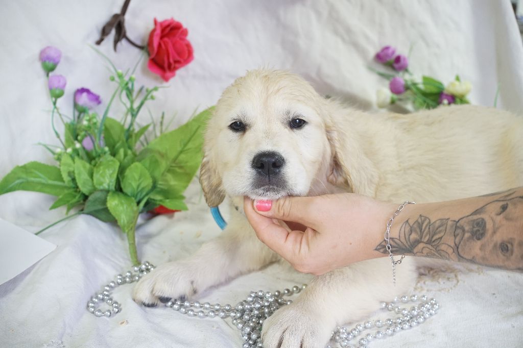 Du Royaume Des Quatre Pattes - Chiots disponibles - Golden Retriever
