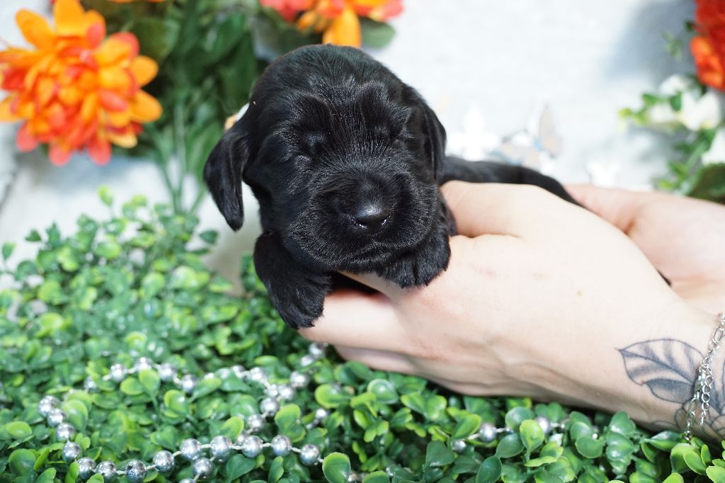 Du Royaume Des Quatre Pattes - Chiots disponibles - Cocker Spaniel Anglais