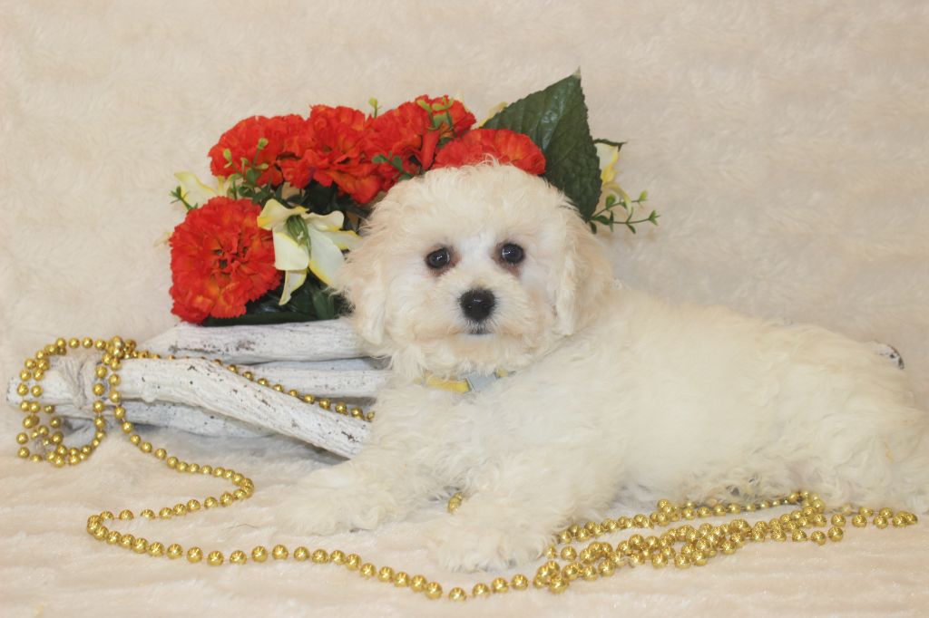 Chiot Bichon Frise Du Royaume Des Quatre Pattes