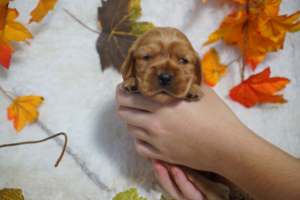 Du Royaume Des Quatre Pattes - Chiots disponibles - Cocker Spaniel Anglais