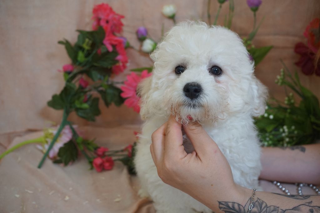 Du Royaume Des Quatre Pattes - Chiots disponibles - Bichon Frise