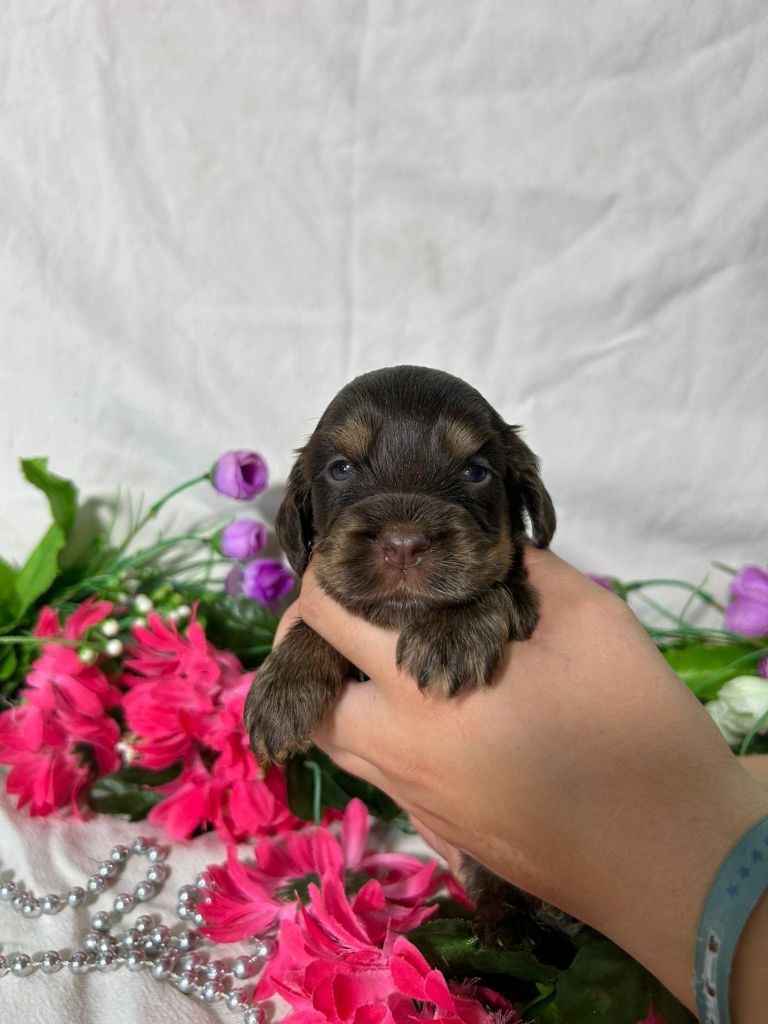 Du Royaume Des Quatre Pattes - Chiots disponibles - Cocker Spaniel Anglais