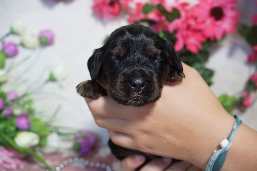 Du Royaume Des Quatre Pattes - Chiots disponibles - Cocker Spaniel Anglais