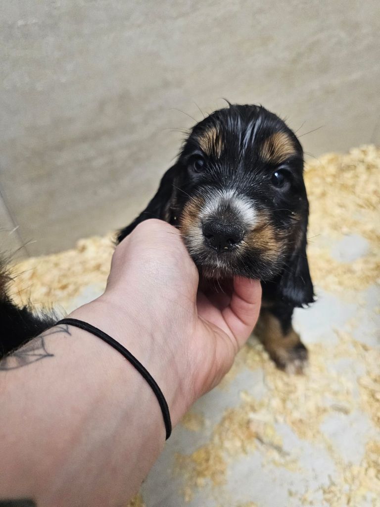 Du Royaume Des Quatre Pattes - Chiots disponibles - Cocker Spaniel Anglais