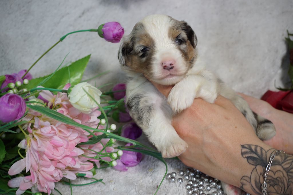 Du Royaume Des Quatre Pattes - Chiots disponibles - Berger Américain Miniature 