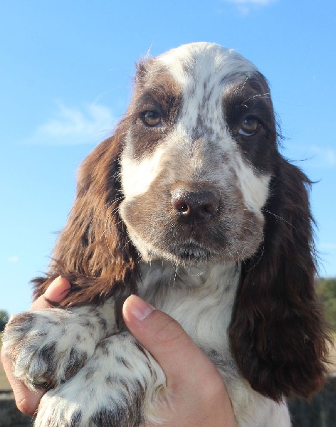Chiot Cocker Spaniel Anglais Du Royaume Des Quatre Pattes