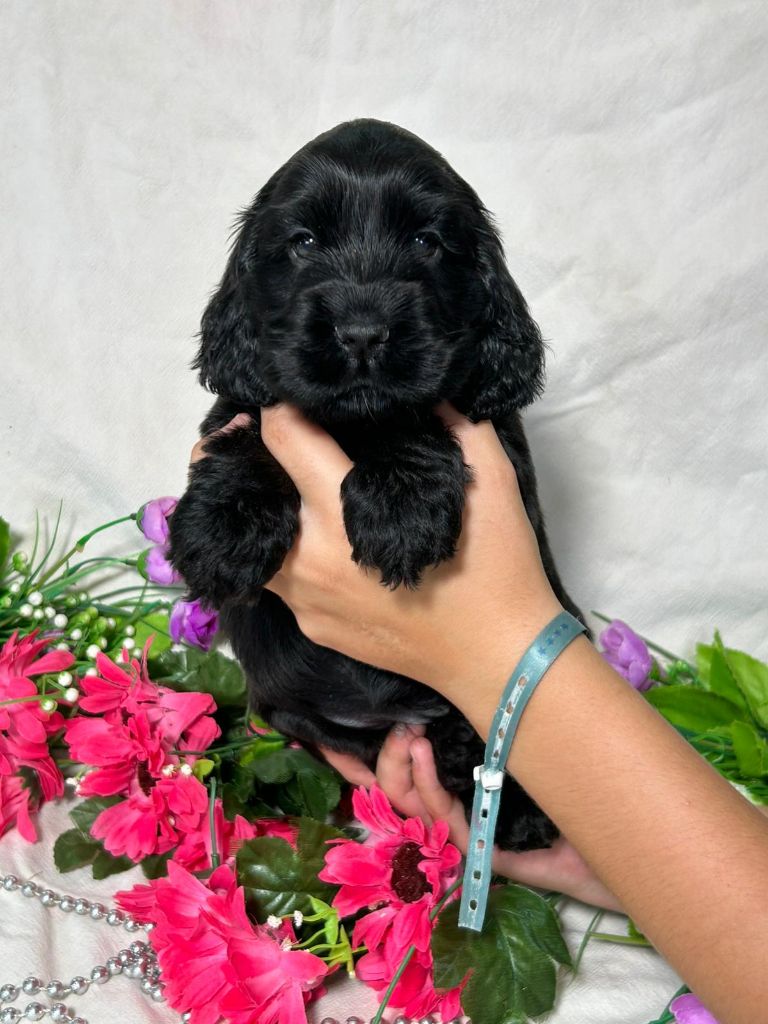 Chiot Cocker Spaniel Anglais Du Royaume Des Quatre Pattes