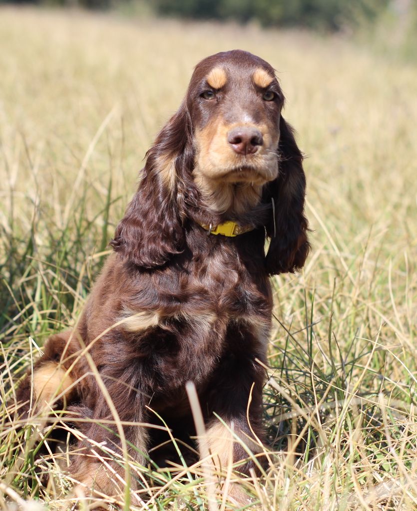 Chiot Cocker Spaniel Anglais Du Royaume Des Quatre Pattes