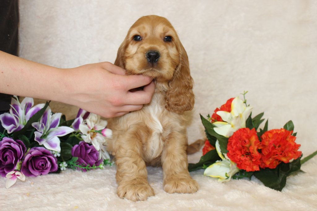 Chiot Cocker Spaniel Anglais Du Royaume Des Quatre Pattes