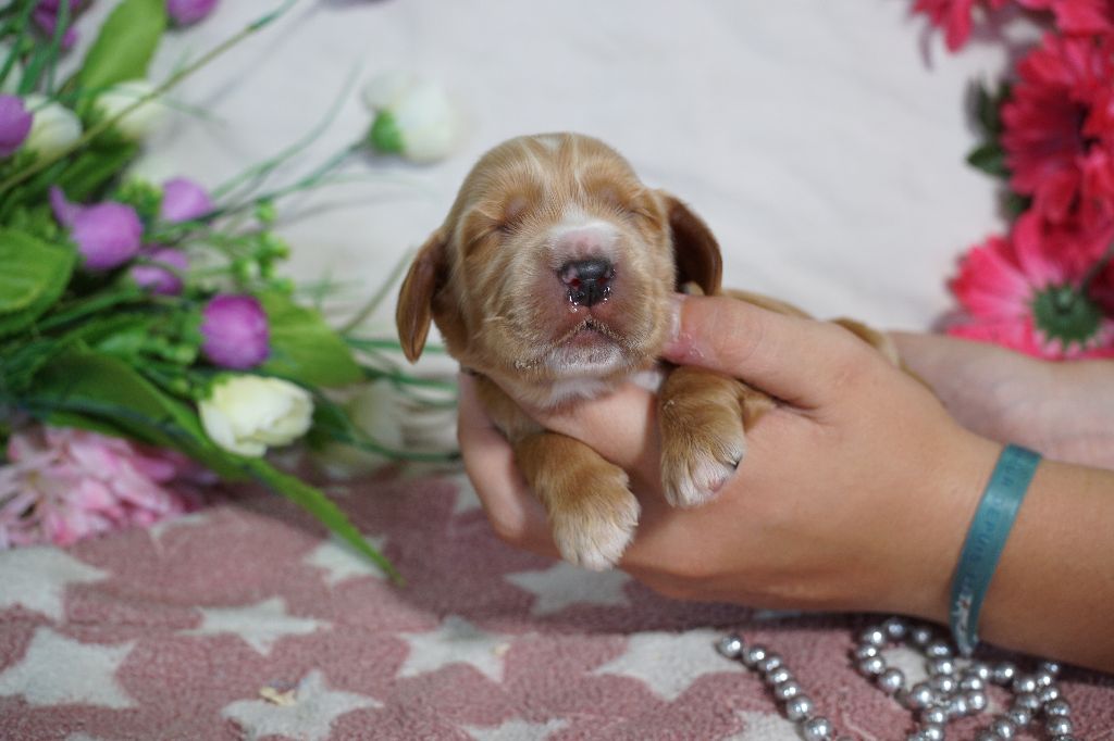 Du Royaume Des Quatre Pattes - Chiots disponibles - Cocker Spaniel Anglais