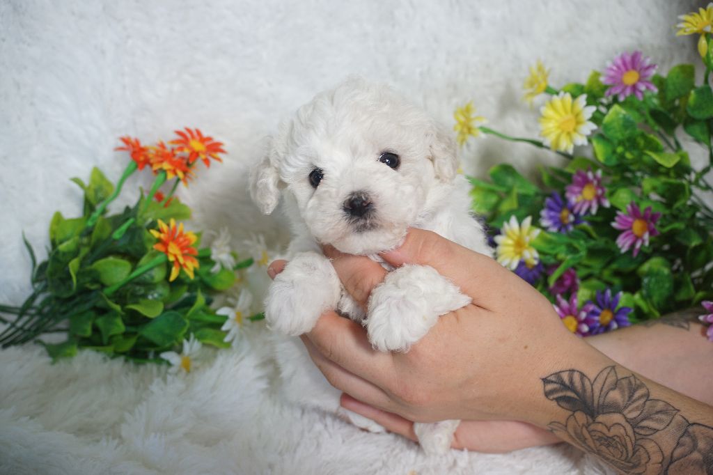 Du Royaume Des Quatre Pattes - Chiots disponibles - Bichon Frise