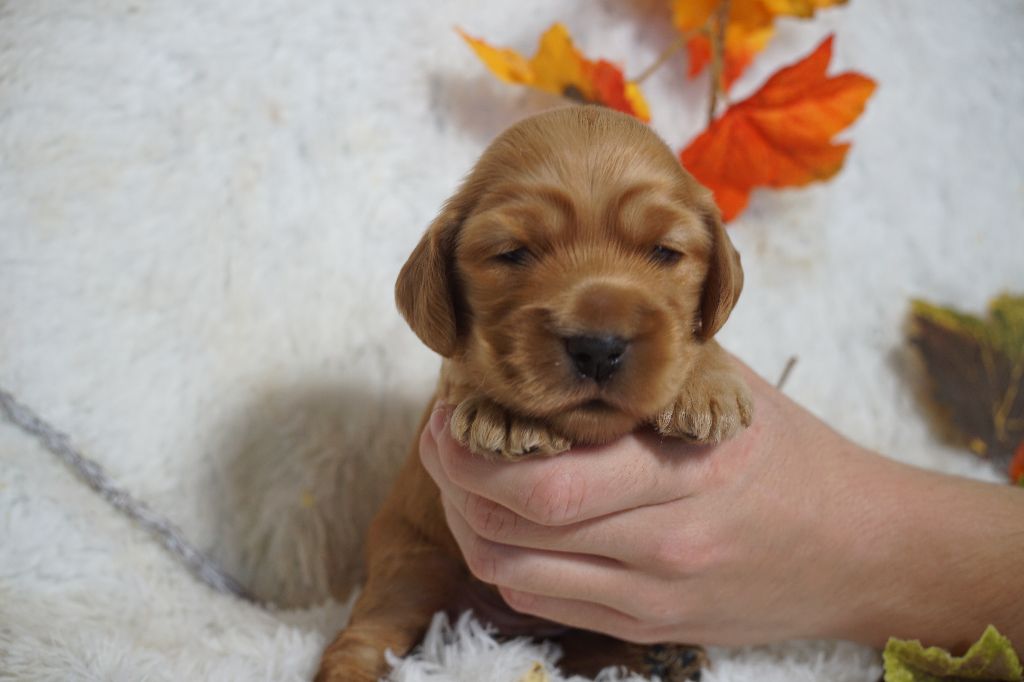 Du Royaume Des Quatre Pattes - Chiots disponibles - Cocker Spaniel Anglais