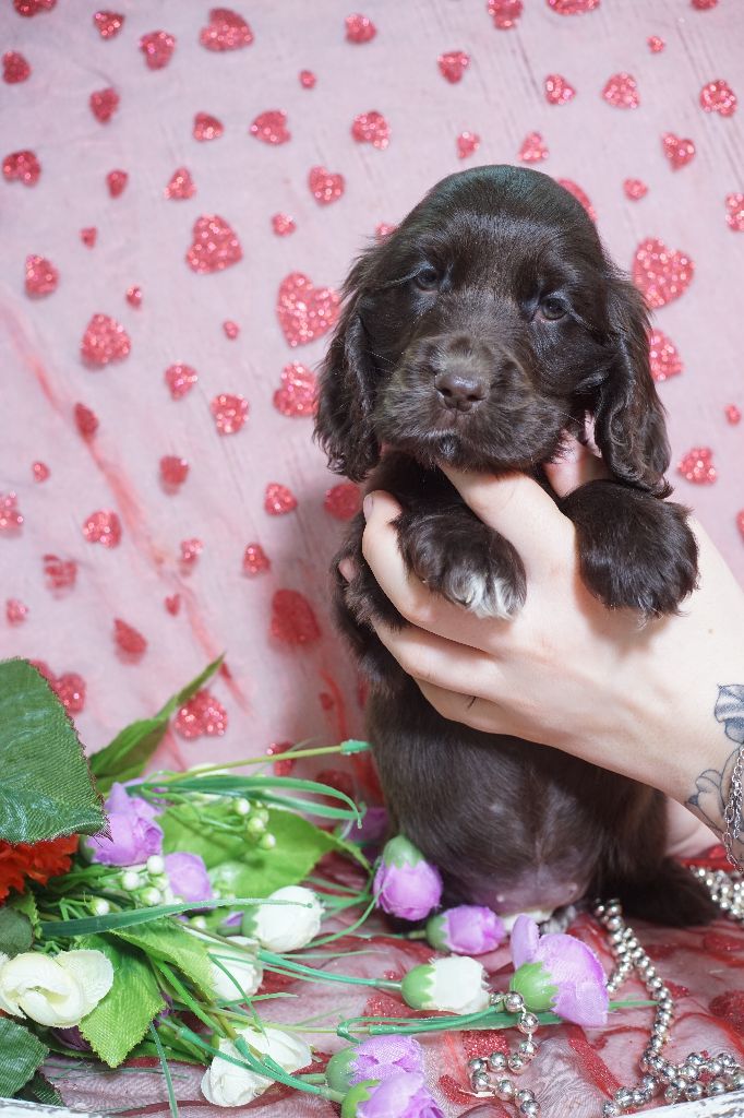 Chiot Cocker Spaniel Anglais Du Royaume Des Quatre Pattes