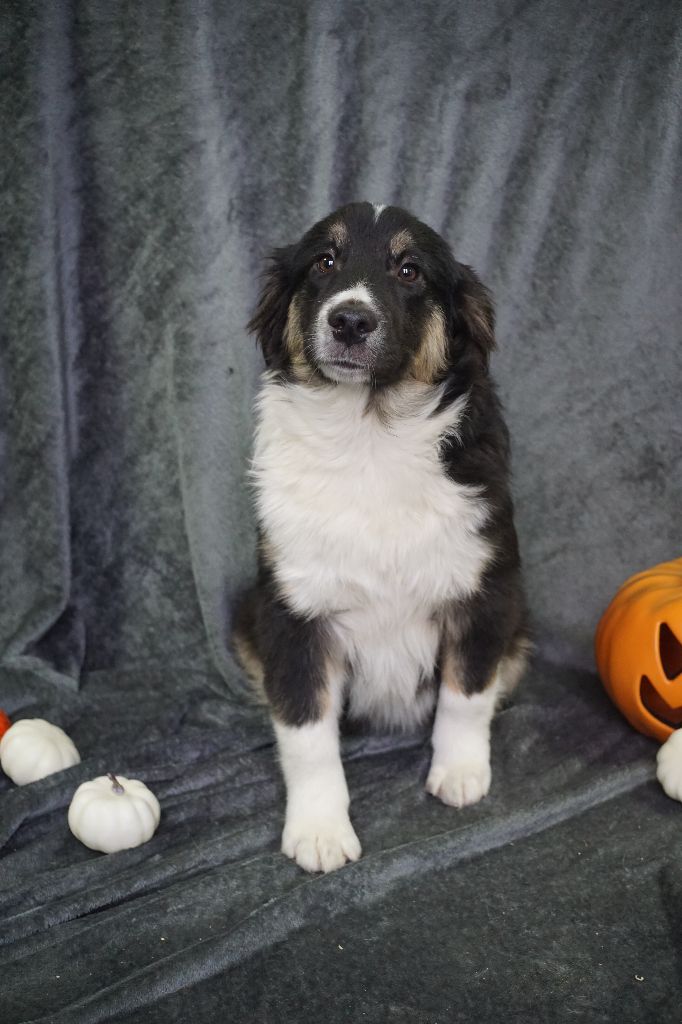 Du Royaume Des Quatre Pattes - Chiots disponibles - Berger Américain Miniature 