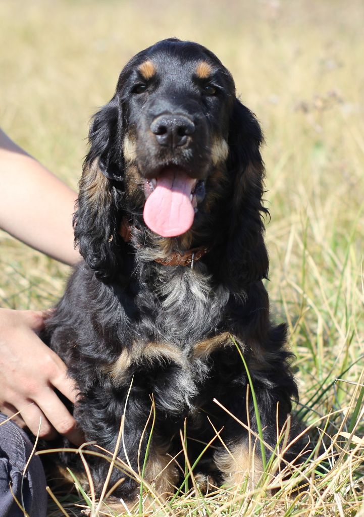 Chiot Cocker Spaniel Anglais Du Royaume Des Quatre Pattes