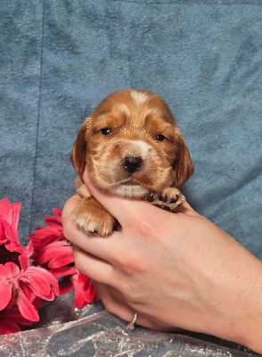 CHIOT male collier vert