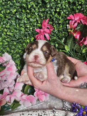 CHIOT male rouge tricolore collier bleu