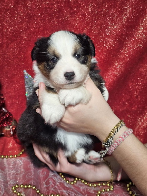 CHIOT femelle noir tricolore collier violet