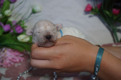 CHIOT male collier bleu