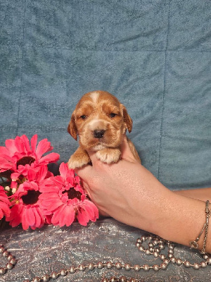 CHIOT male collier orange