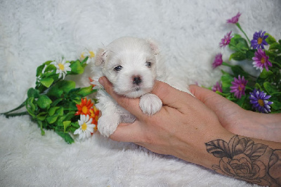 CHIOT male collier bleu