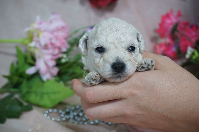 CHIOT male collier vert