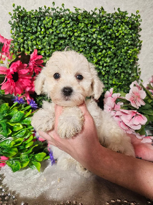 CHIOT male collier vert 