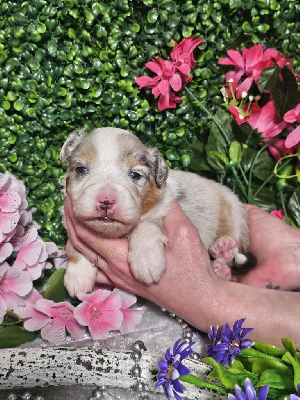 CHIOT femelle bleu merle collier jaune