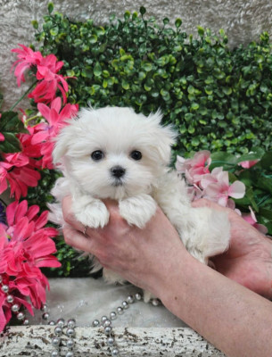 femelle collier violet