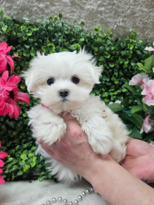 femelle collier rose