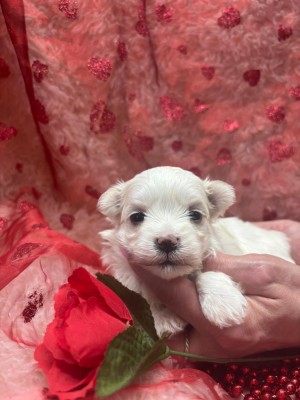 femelle collier violet