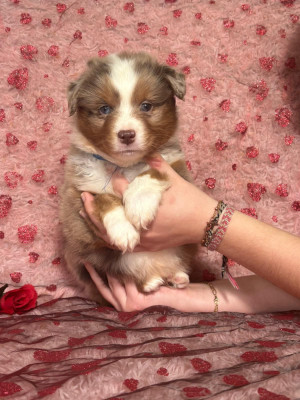 male rouge merle collier bleu