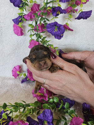 Femelle chocolat et feu collier jaune
