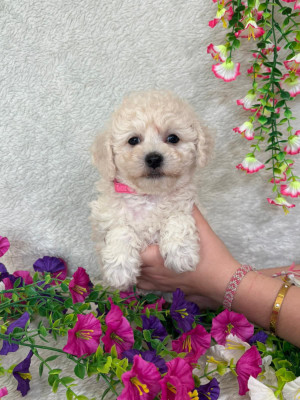 femelle collier rose