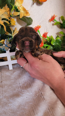 male chocolat et feu collier marron