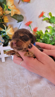 femellen chocolat et feu collier rose