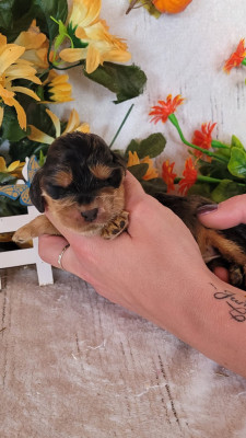 femelle zibeline collier violet