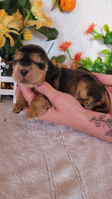 male zibeline collier bleu