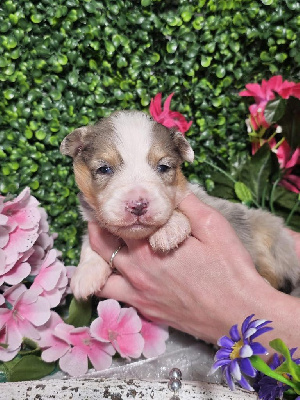 CHIOT male bleu merle collier gris