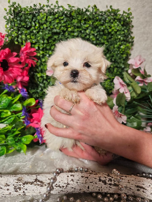 CHIOT male collier bleu