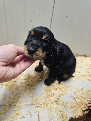 CHIOT femelle noir et feu collier violet