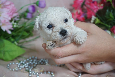 CHIOT femelle collier jaune