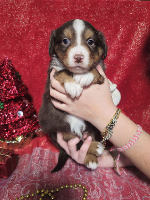 CHIOT male rouge tricolore collier rouge 